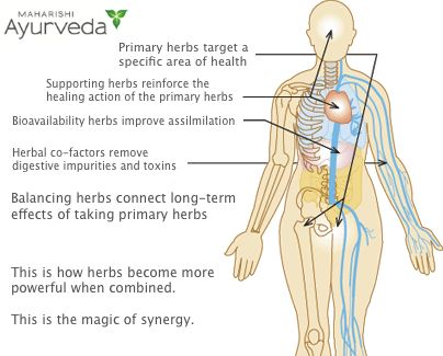 anatomy and herbs